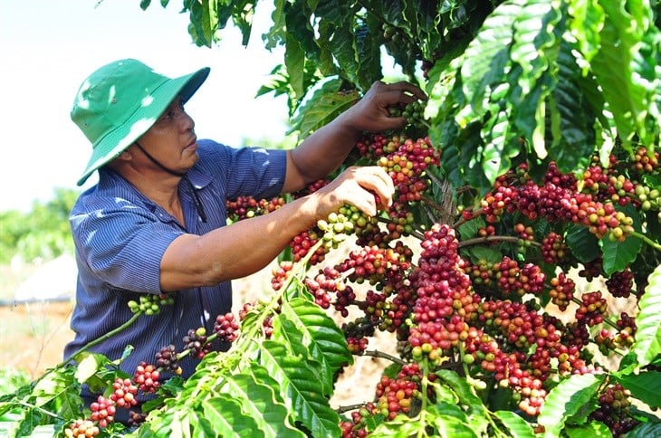 Dürresorgen treiben Kaffee-Exportpreise in die Höhe