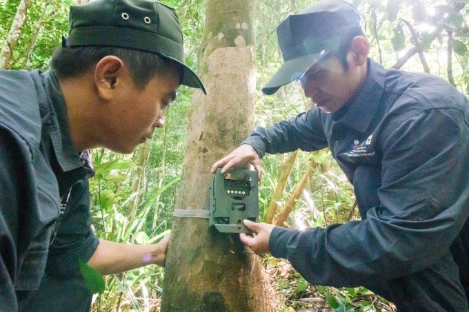 The use of SMART technology and Camera traps has supported the monitoring and tracking of Saola and other wildlife species (Photo: WWF Vietnam)