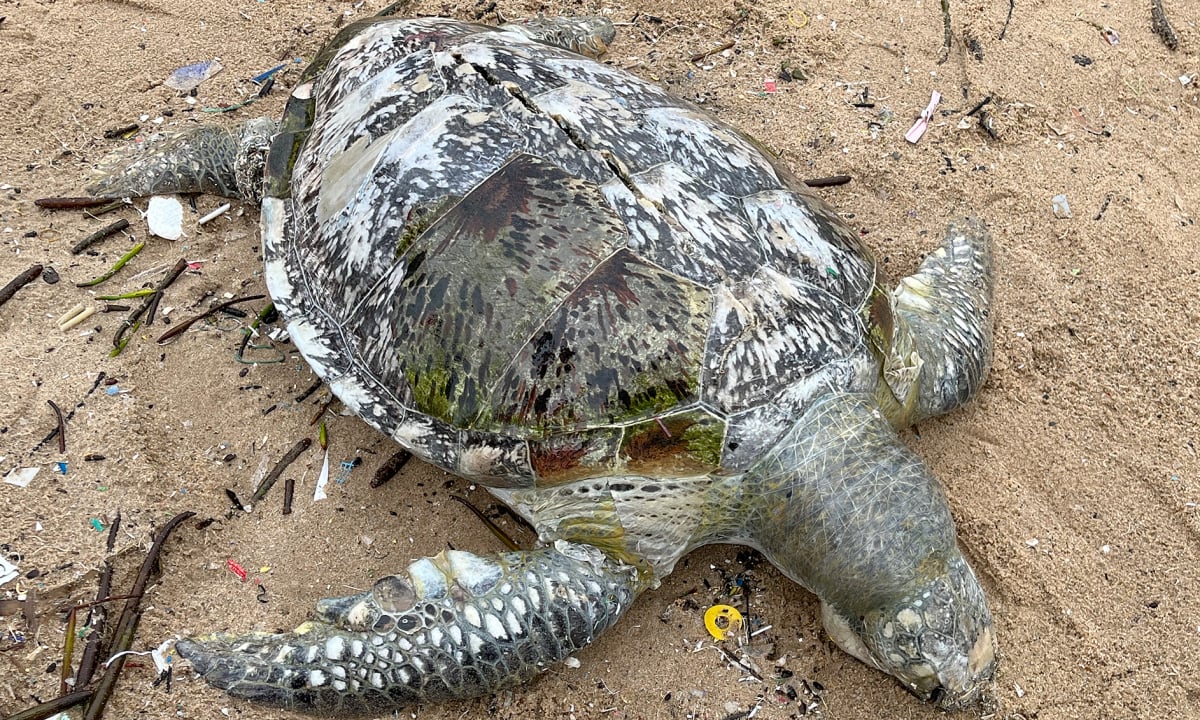 Cadáver de tortuga de casi 100 kg aparece en la playa de Vung Tau