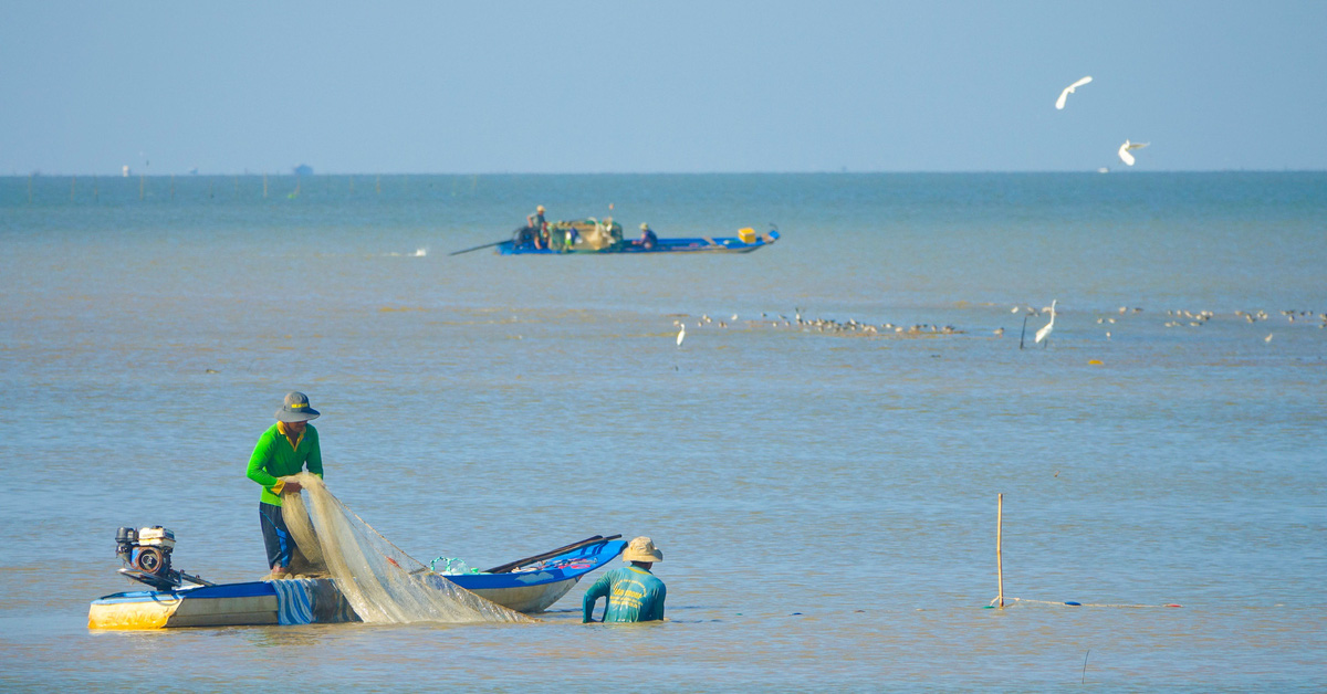 Săn cá, tép vùng biển bồi Kiên Giang đón Tết