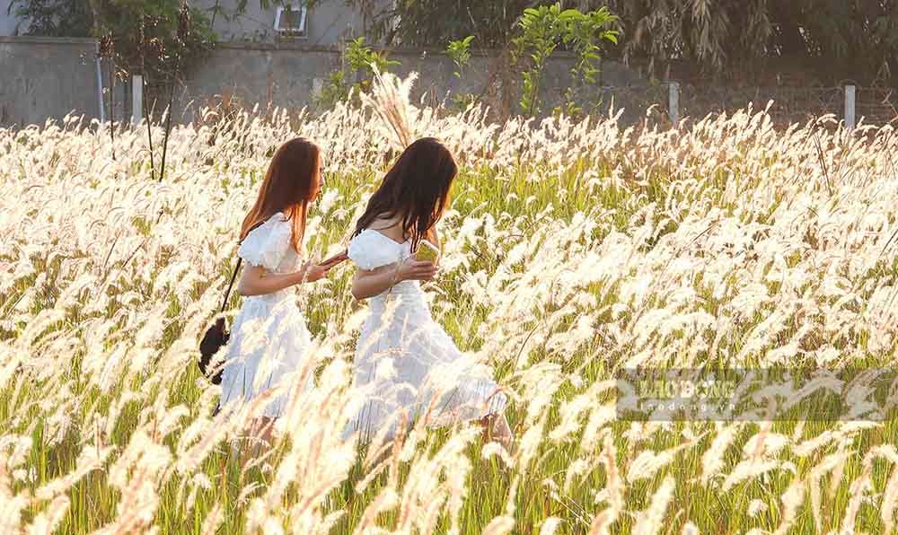 午後の陽光を浴びた茅草の花の美しさに魅了され、何度もここを訪れる若者も少なくありません。