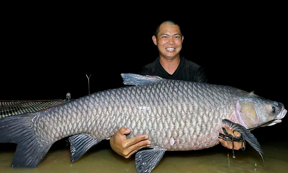 Cá trắm đen 40 kg mắc câu cần thủ