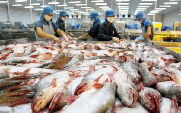 Pangasius exports to markets continue to grow in August