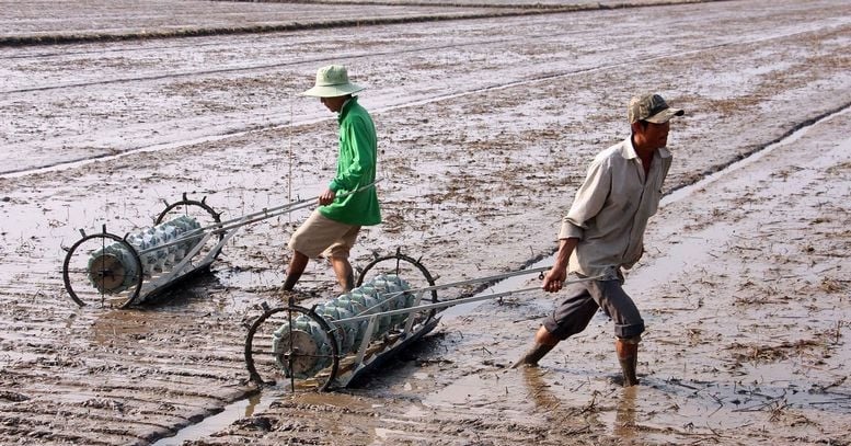 Début de l'accélération, mobilisation de 20 000 milliards de VND supplémentaires pour cultiver du riz afin de réduire les émissions