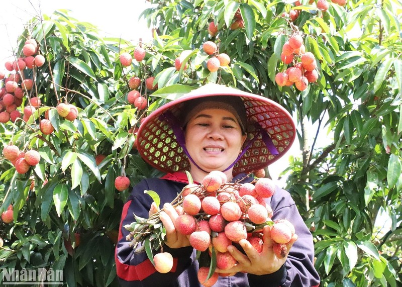 Ms. Le Thi Hai in village 10, Ea Sar commune, Ea Kar district, Dak Lak province is happy because this year lychee has a good harvest and good price.