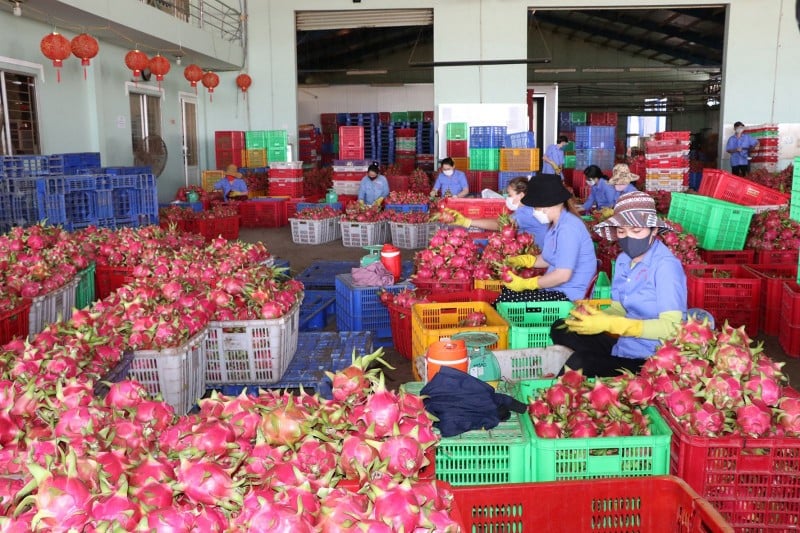 En los primeros ocho meses de 2023, el volumen de importación y exportación entre Vietnam y China superó los 100 mil millones de dólares.