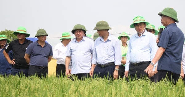 Vietnam has a rice variety that meets all 5 criteria, the dream of many countries.