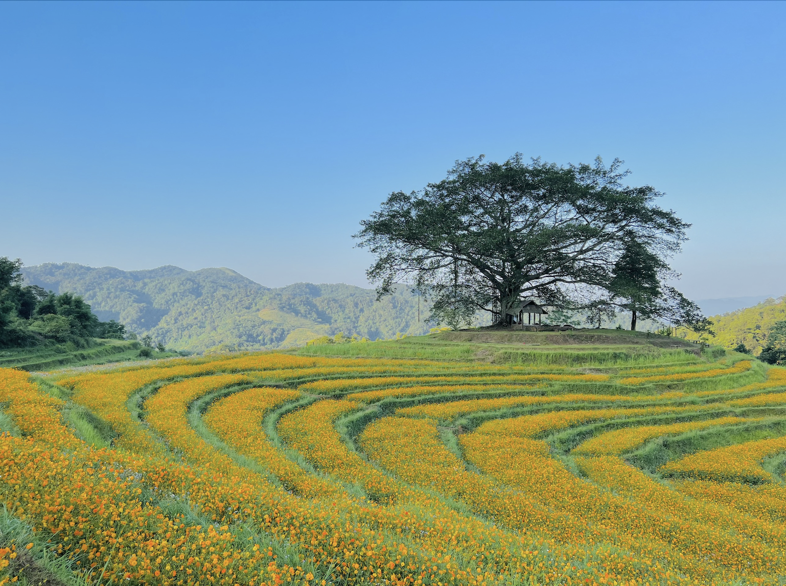 The beauty of terraced fields in the hills of Hoa Binh