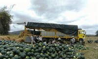 Wassermelonen sind das Ziel chinesischer Händler.