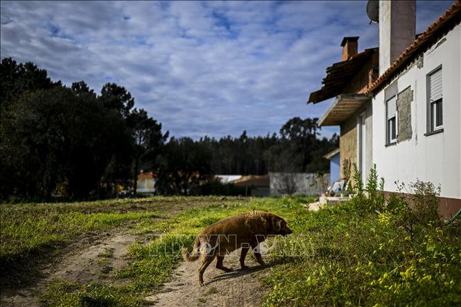 Le chien Bobi dans sa maison du village de Conqueiros, ville de Leiria, Portugal, le 12 février 2023. (Photo : AFP/VNA)