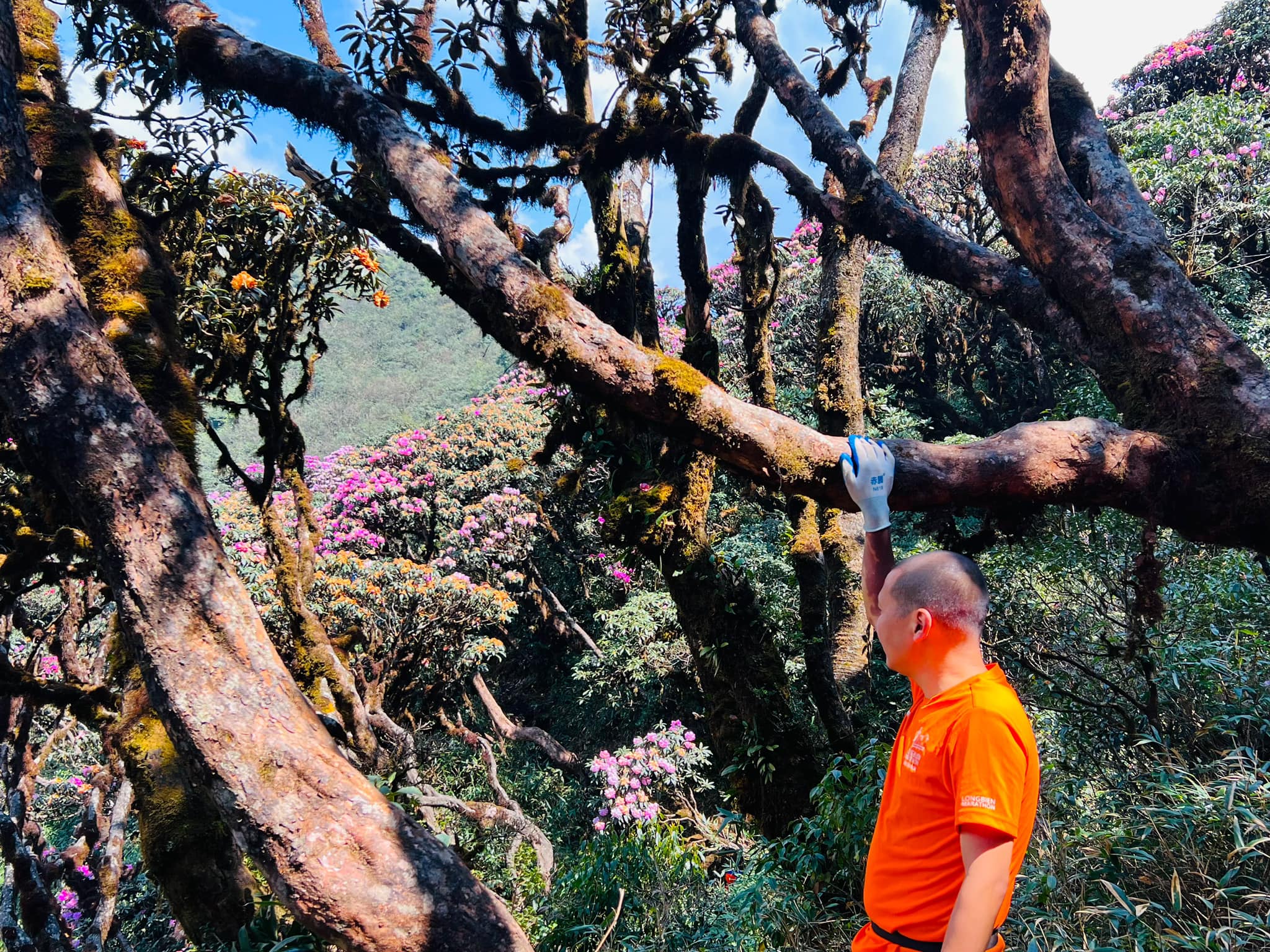 Les touristes de Hanoi qui souhaitent gravir la montagne Putaleng passent environ 3 jours et 2 nuits pour tout le voyage de montée et de descente. Depuis le pied de la montagne Putaleng, il existe 2 façons de grimper jusqu'au point de floraison. La première voie d'ascension part de la commune de Giang Ma, située sur la route nationale 4D (Lao Cai - Sa Pa - Lai Chau). La deuxième voie d'escalade du village de Si Thau Chai appartient à la commune de Ho Thau, district de Tam Duong. Il s'agit d'un village touristique communautaire comptant environ 60 foyers Dao, à environ 6 km du centre-ville de Tam Duong.