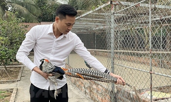 장식용 조류를 키우는 열정으로 부자가 되세요