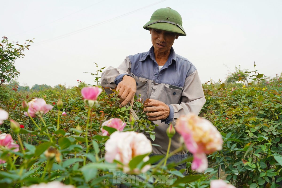 Người dân vùng trồng hoa Mê Linh tất bật vào vụ Tết Nguyên đán ảnh 2