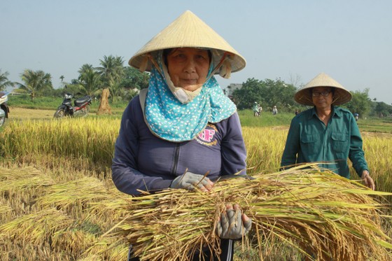 Lễ hội Ngày mùa trên quê hương cố Thủ tướng Phạm Văn Đồng ảnh 14