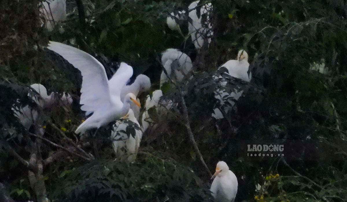 Kể cả khi trời đã nhá nhem tối vẫn có thể dễ dàng quan sát sự sinh động của đàn cò.