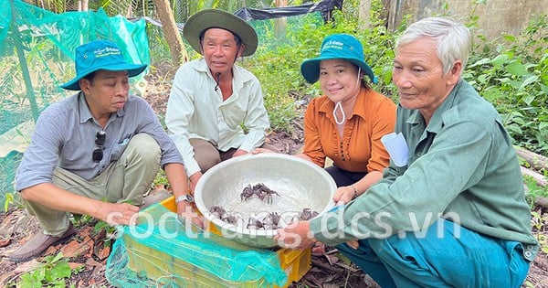 Con ba khía, con động vật hoang dã, dân Sóc Trăng nuôi dưới tán rừng, bắt bán 70.000 đồng/kg