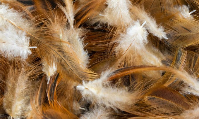 Waste chicken feathers could help produce clean energy. Photo: Adobe Stock