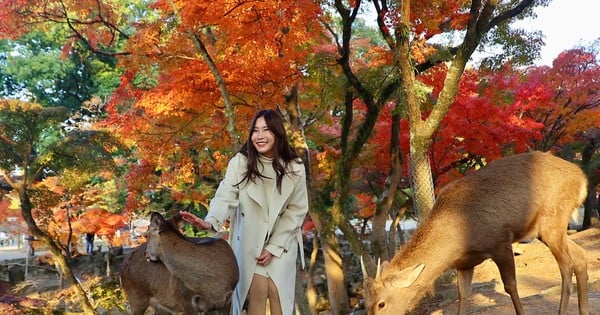 Sehen Sie den „göttlichen Hirsch“ in Japans berühmtem Park