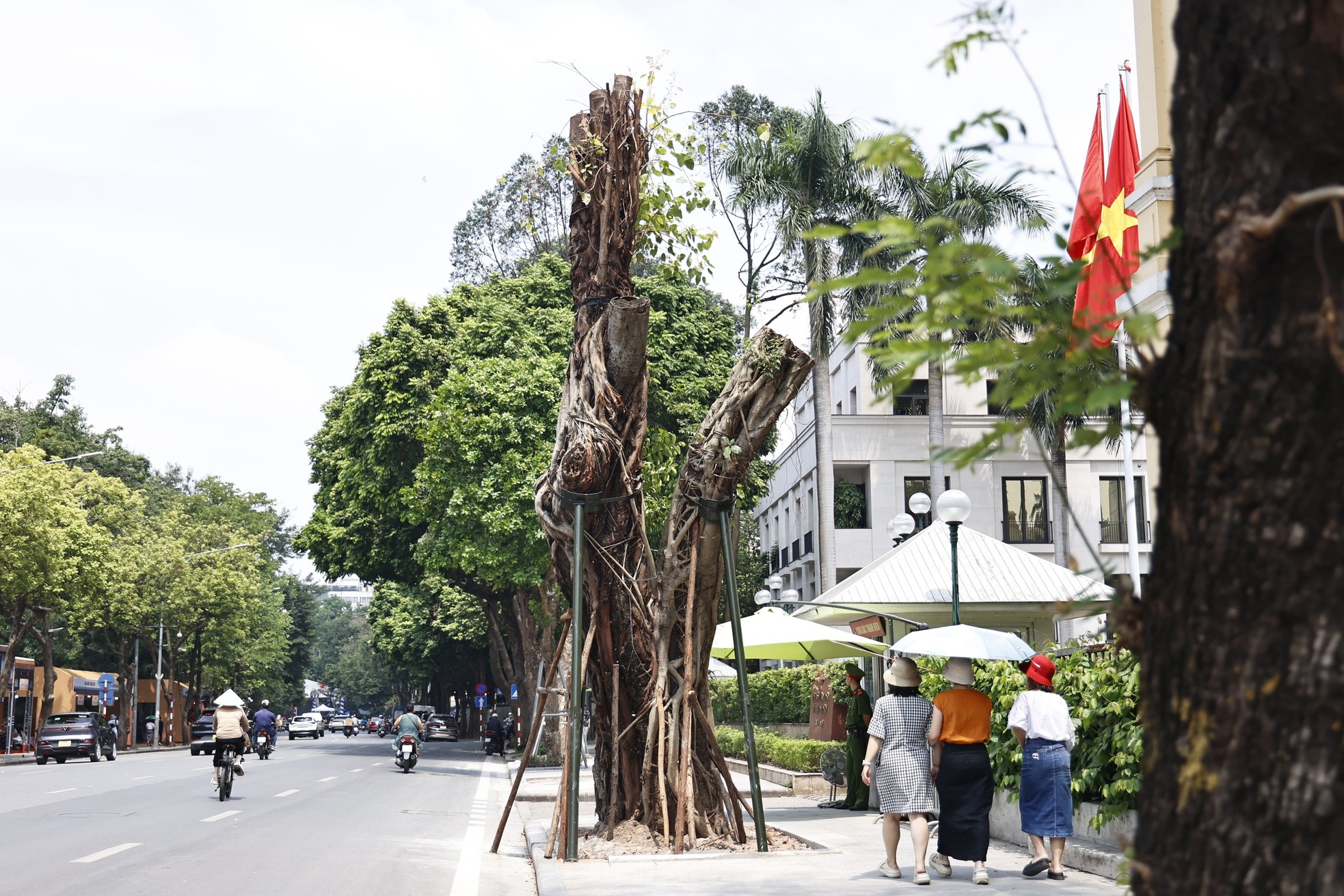 ហាណូយ៖ ដើមឈើ​ដែល​បាន​ដួល​រលំ​បន្ទាប់​ពី​ខ្យល់​ព្យុះ​បាន​ដុះ​ពន្លក​ហើយ 'រស់​ឡើង​វិញ' រូបថត ៤