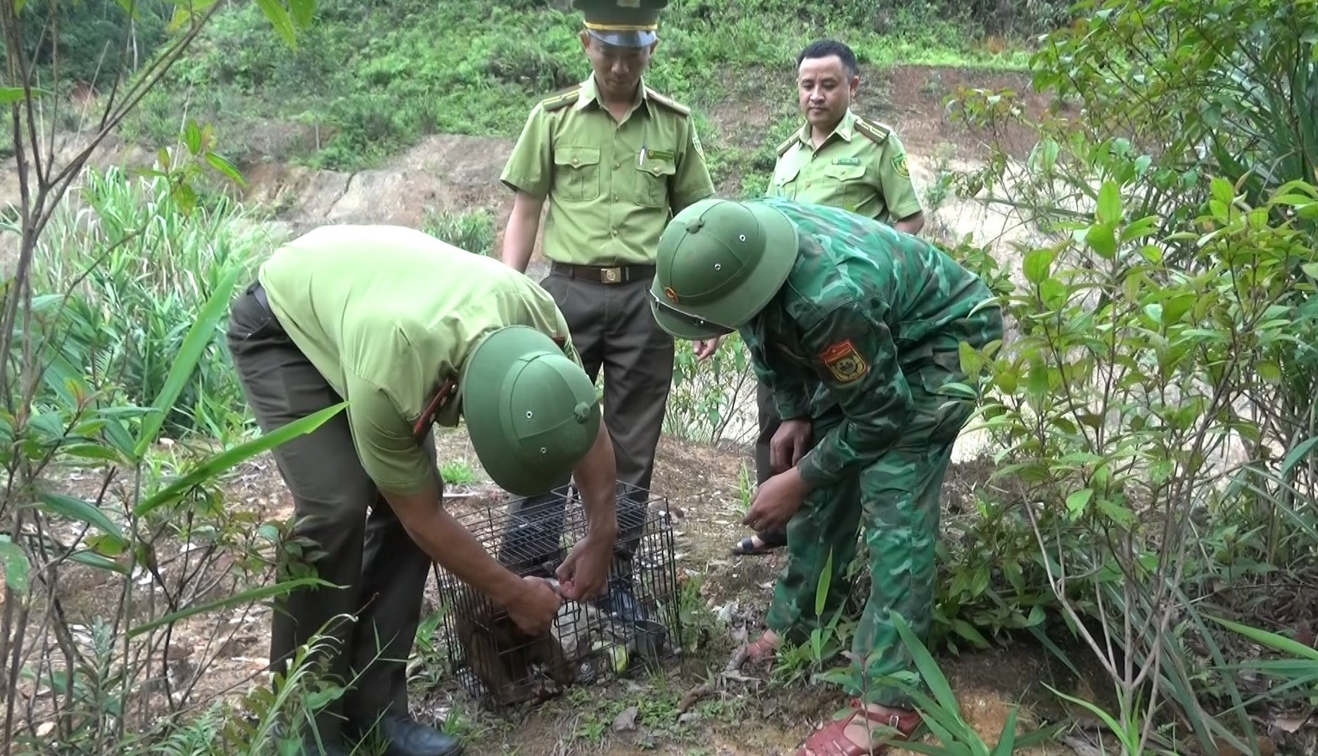 Biết con vật tinh ranh là loài động vật quý hiếm là 