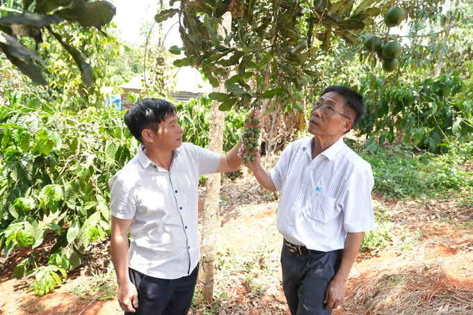 Anh Lê Văn Quyền (trái) giới thiệu vườn mắc ca thực sinh 13 năm tuổi được canh tác theo hướng hữu cơ của gia đình. Ảnh: Hồng Thủy.