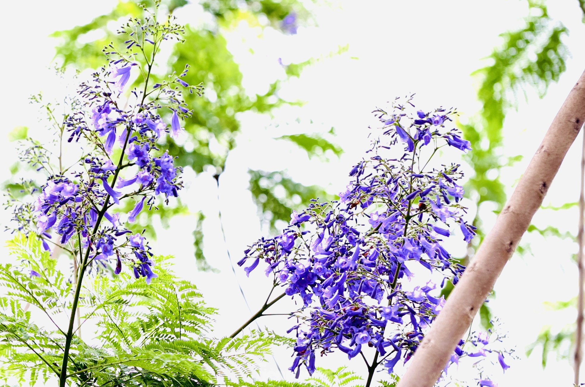 ハノイの路上でサルスベリと競い合う奇妙な紫色の鳳凰の花が咲いている（写真5）