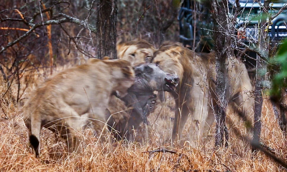 Los leones se reunieron para sacar al jabalí de la cueva.