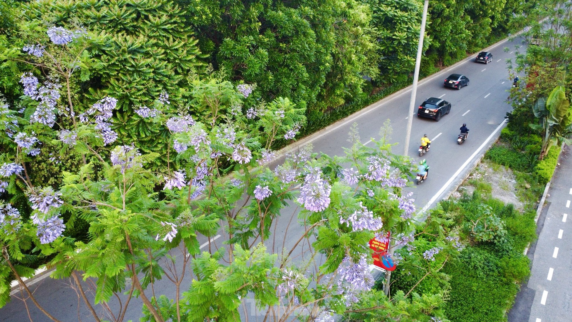 ハノイの路上でサルスベリと競い合う奇妙な紫色の鳳凰の花が咲いている。写真1