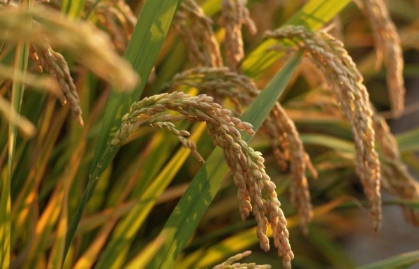 El precio del arroz y el del paddy se mueven en direcciones opuestas