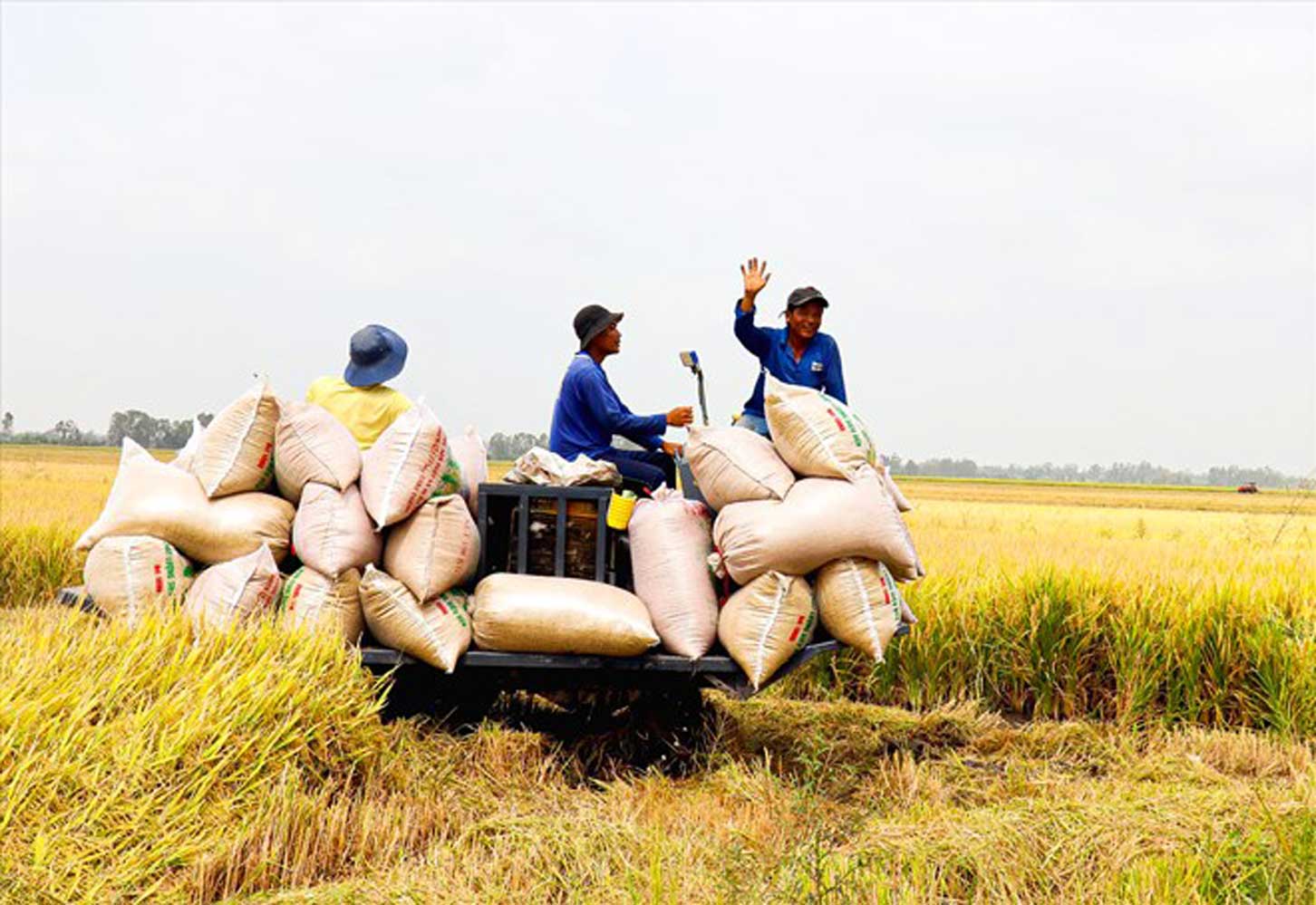 Bộ Nông nghiệp và Phát triển Nông thôn cho biết, tốc độ tăng giá trị sản xuất nông lâm thủy sản quý 1 năm 2024 ước đạt 2,9 - 3% so với cùng kỳ năm 2023. Ảnh: Lục Tùng