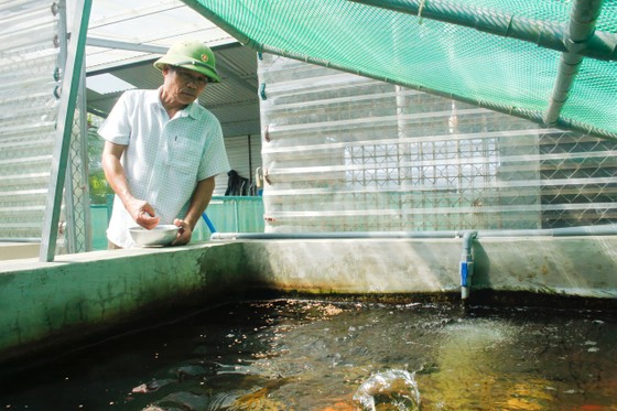 Ông Phạm Hồng Khang, người nuôi cá koi nhiều nhất tỉnh Quảng Ngãi. Ảnh: NGUYỄN TRANG