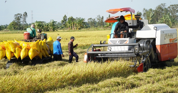 Giá lúa lập tức quay đầu tăng sau thông tin Indonesia cần nhập khẩu thêm 1,6 triệu tấn gạo trong năm 2024