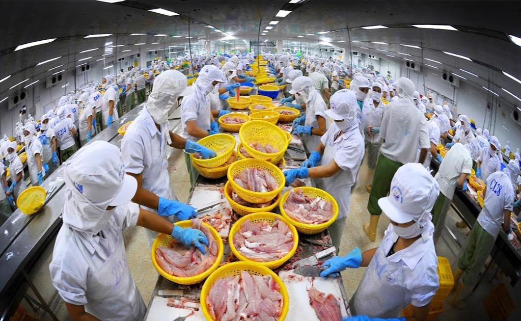 Pangasius-Fischexporte könnten bis 2024 2 Milliarden USD erreichen