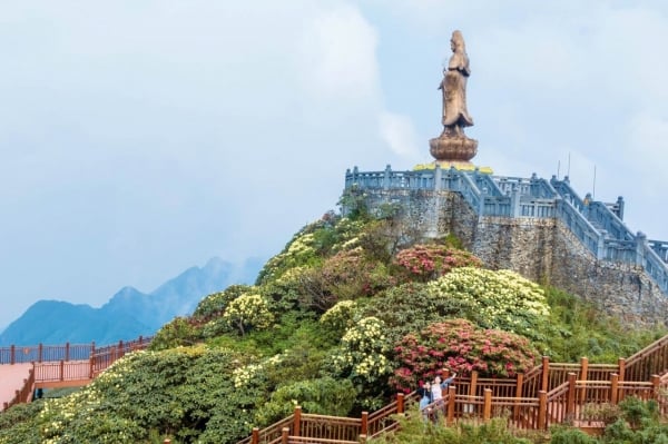 Les fleurs de rhododendrons en fleurs sur le sommet de Fansipan « invitent » les touristes à la fête du 30 avril