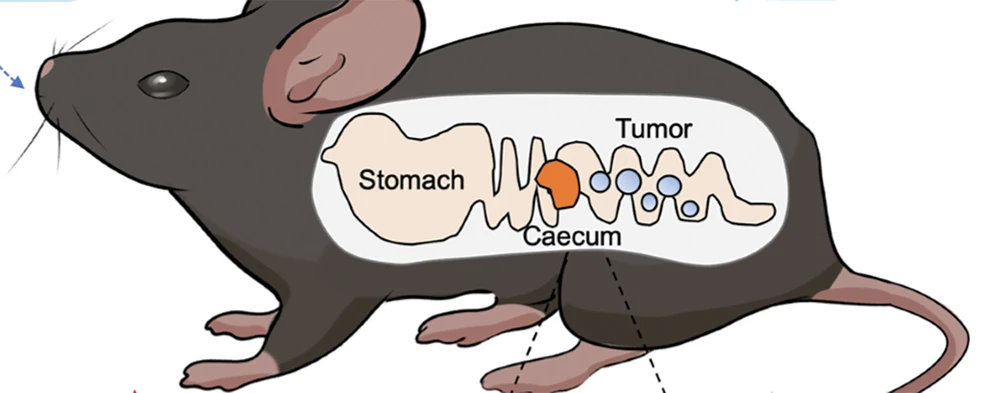 The probiotic bacteria limosilactobacillus fermentum GR-3 can prevent tumors in mice. Photo: NATURE