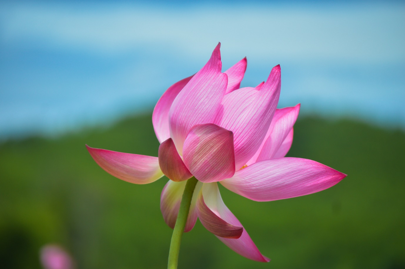 Brilliant lotus season in Tra Ly fields of Quang Nam - 5