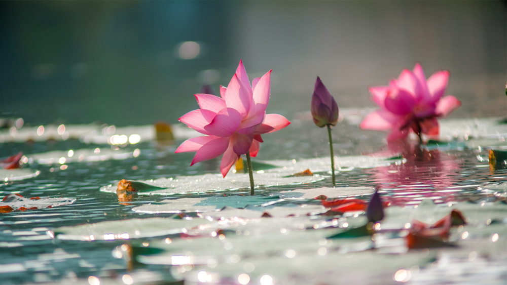 Lotus season in Thai Binh |=> ចុះផ្សាយក្នុងកាសែត Bac Giang