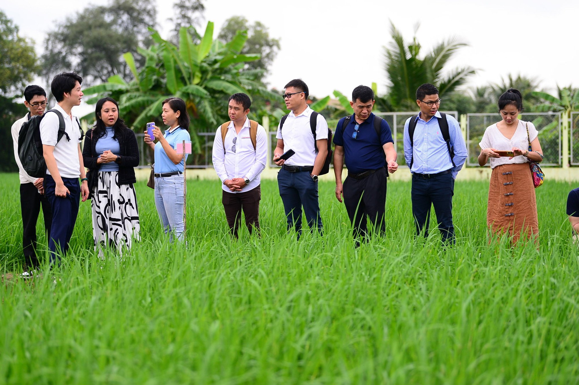 'Cha đẻ' gạo ST25 chia sẻ với chuyên gia Nhật Bản về mô hình lúa - tôm - Ảnh 2.