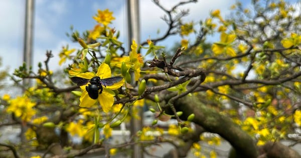 Bewundern Sie den hundertjährigen gelben Aprikosenbaum im Wert von Milliarden, der in Da Nang ausgestellt ist