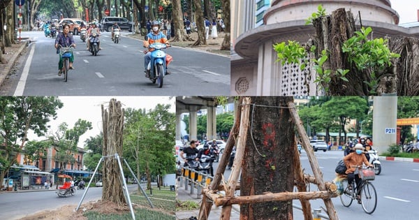 Hanoi reconstruit des espaces verts et tente de « faire revivre » près de 4 000 arbres tombés après la tempête