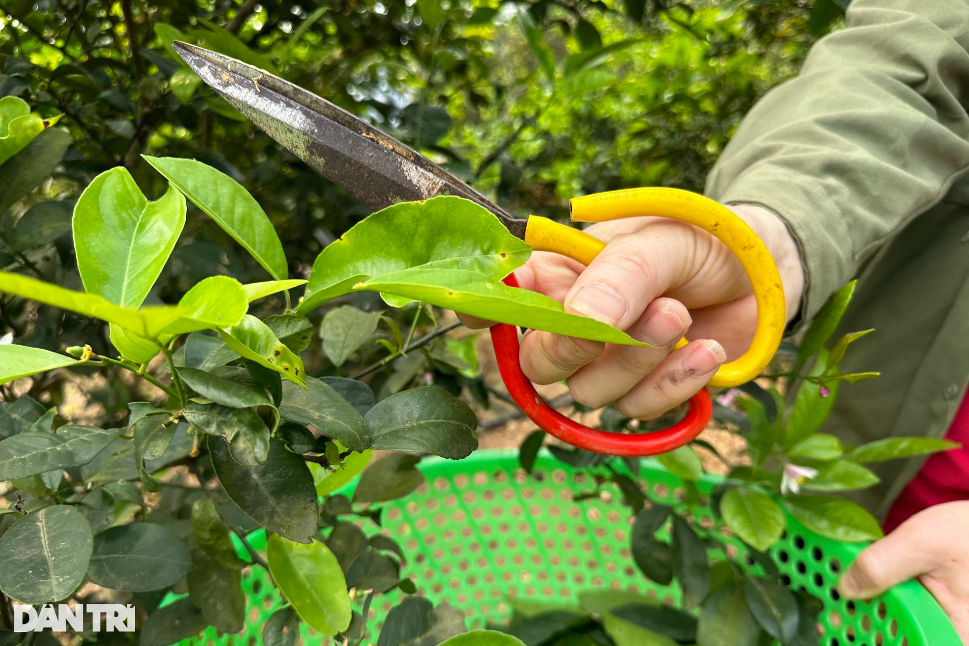 Việc nhẹ, mang lại thu nhập khá nhờ loại lá phổ biến ở vùng nông thôn - 6