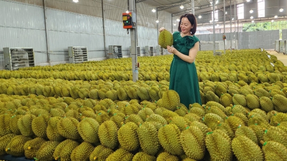 Durian bañado en oro entregado al ganador de la subasta de 3 durianes reina