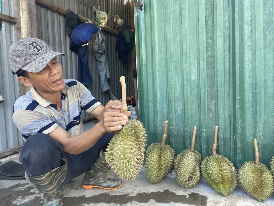 Mr. Nguyen Tan Hanh guides how to identify when durian can be harvested.