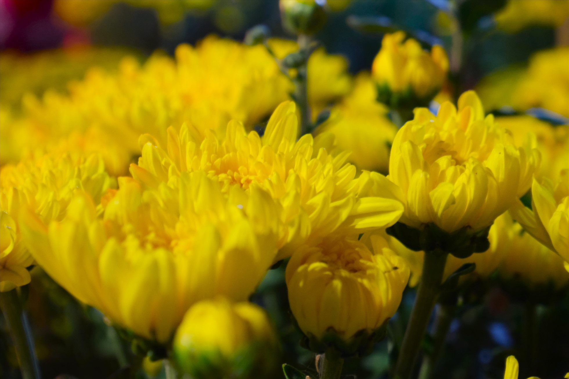 Can Tho organise un marché aux fleurs de printemps recréant le Têt dans trois régions et ouvre 200 stands gratuits pour les petits commerçants