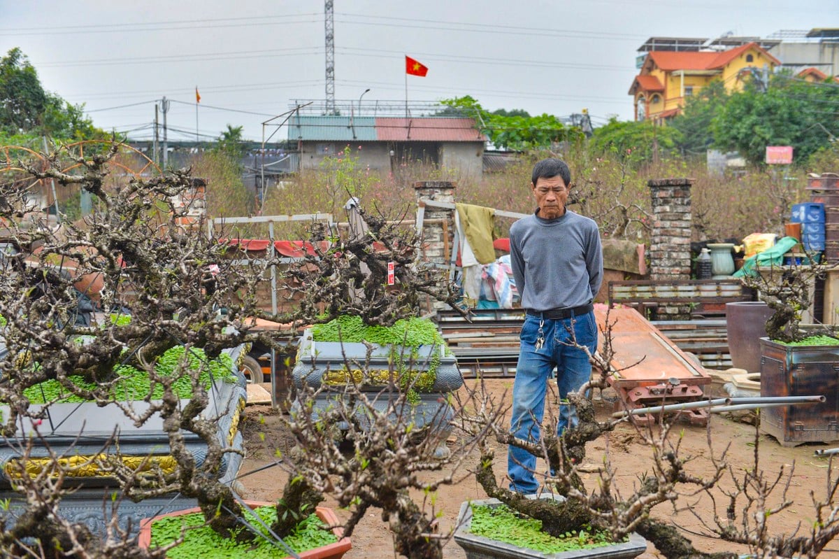 Đào cổ 'vương giả' Tây Bắc về Hà Nội giá trăm triệu đồng ảnh 13