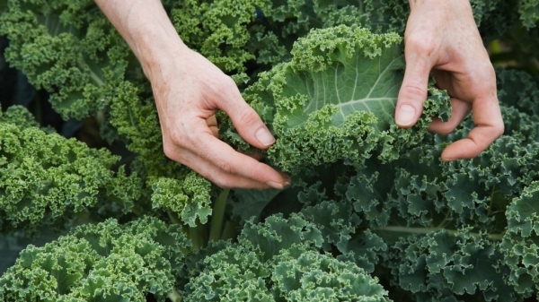 The surprising health benefits of kale