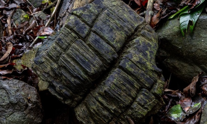 Ein versteinertes Holzexemplar auf Barro Colorado Island. Foto: Christian Ziegler