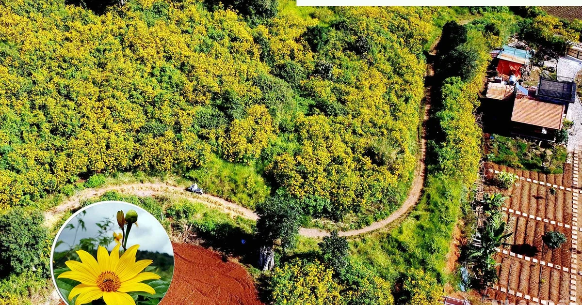 [Foto] Die Jahreszeit der gelben Blumen bedeckt die Bergstadt