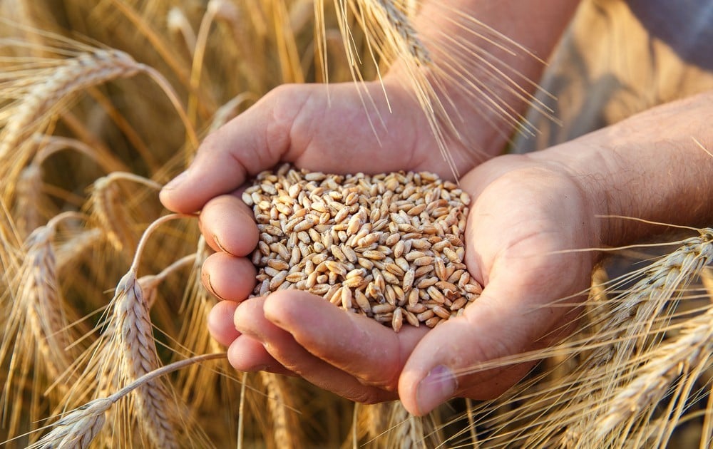 Wheat imports from Ukraine market increased sharply by 1,266%