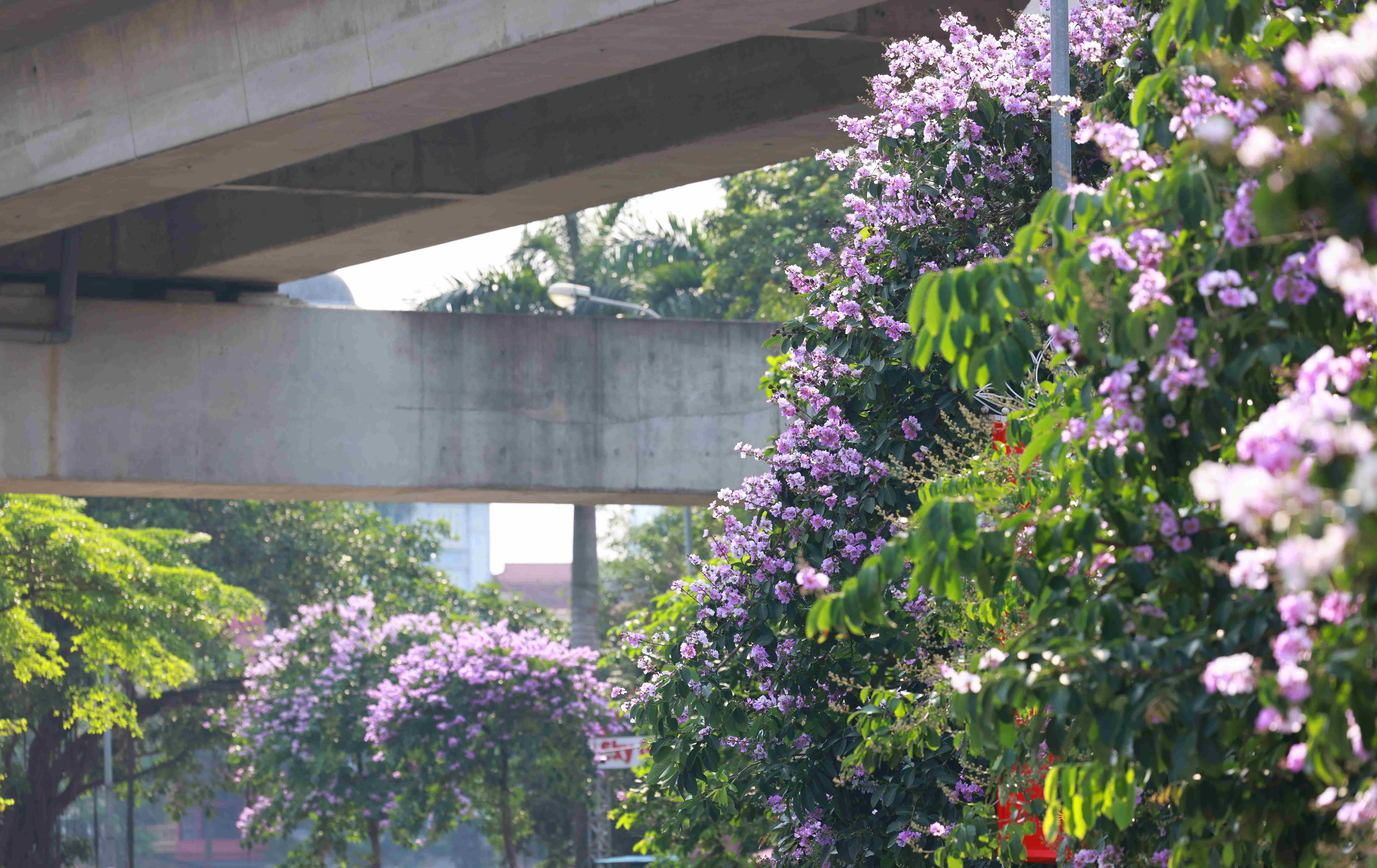 The row of Lagerstroemia trees combined with the cool space of Hoang Cau Lake and the Cat Linh - Ha Dong metro line running through help many locals and tourists get satisfactory photos.